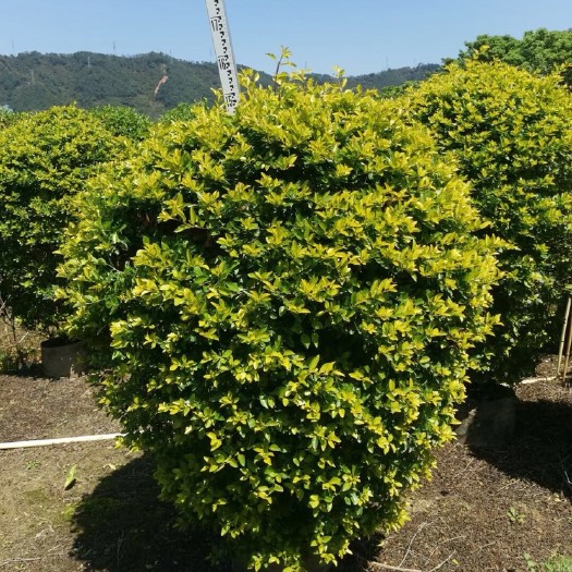 中山市黄金叶球黄素梅球形市政货楼盘货基地大量现货供应.