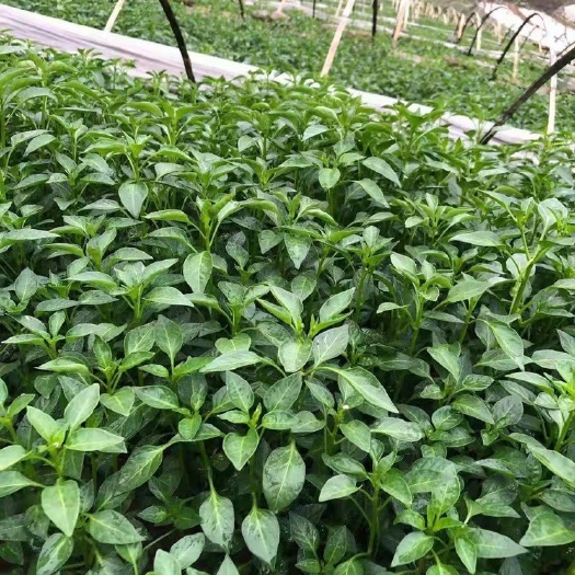 屏山县二荆条辣椒苗 需要辣椒苗茄子苗的请与我联系， 样品多，种样多