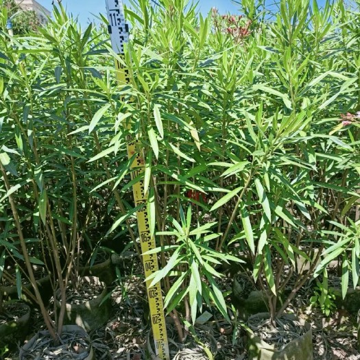 中山市夹竹桃各种规格基地大量现货供应.