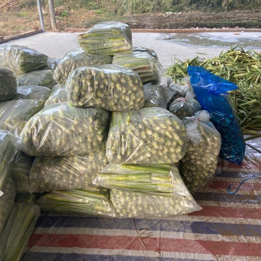 苏州平口袋 茭白包装袋 装茭白的袋子30斤9斤2斤 加厚塑料袋保