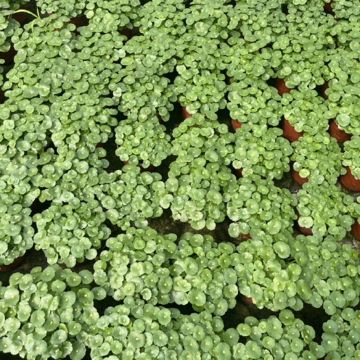 青州市铜钱草盆栽 铜钱草
