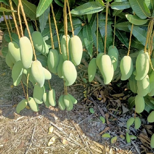 东方市 海南象牙芒，酸脆爽口，嘎嘣脆。