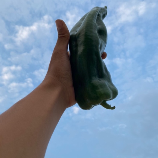 泉州螺丝椒黄皮椒泡椒大量上市自产自销 欢迎订购