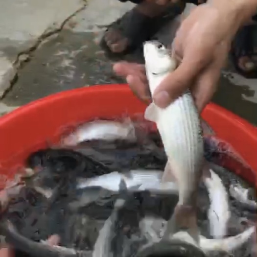 惠来县白乌鱼苗 乌头鱼，黑鱼0.4条量大优惠只限揭阳市惠来不快递的
