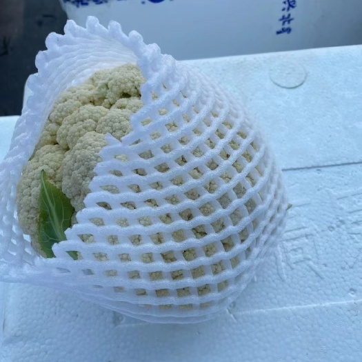 武汉 上海青，大利，油麦，黄白，有机花，