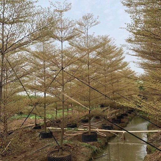 中山市 锦叶榄仁花叶榄仁基地大量现货供应