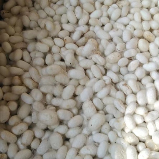 烘干桑蚕茧