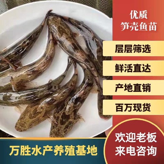  优质笋壳鱼苗淡水养殖鱼苗云斑尖塘鳢鱼苗沙塘鳢鱼苗