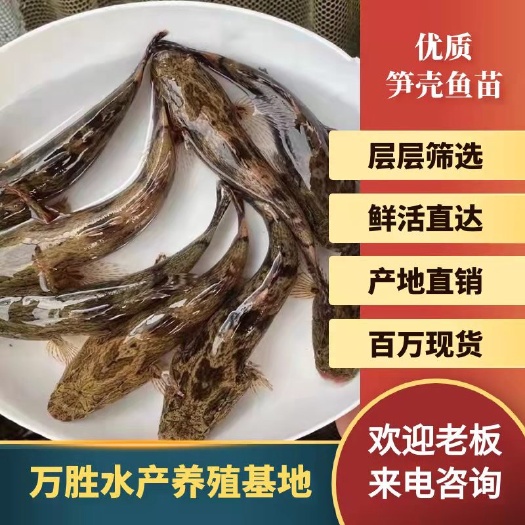 广州 优质笋壳鱼苗淡水养殖鱼苗云斑尖塘鳢鱼苗沙塘鳢鱼苗