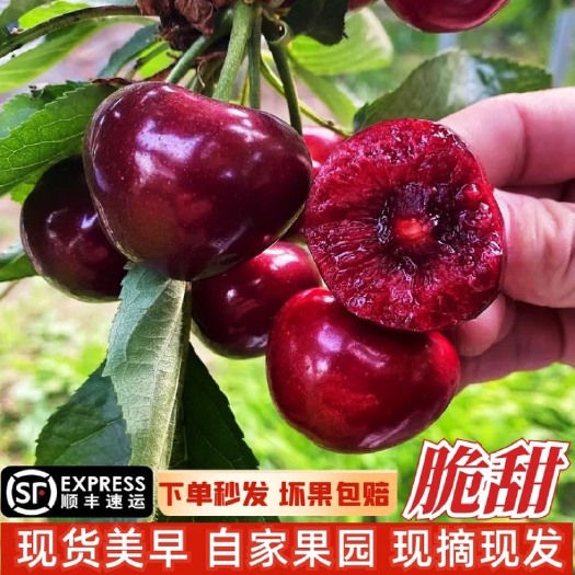 现货大樱桃新鲜水果5斤大连美早车厘子顺丰整箱包邮当季应季3斤
