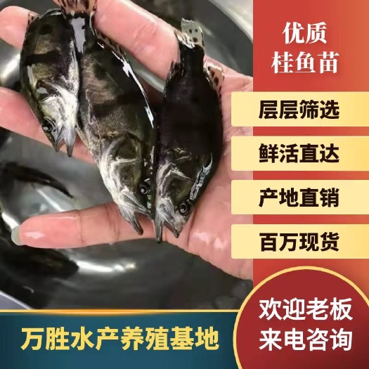 广州桂鱼苗 优质桂花鱼苗 鳜鱼苗 淡水鱼苗养殖