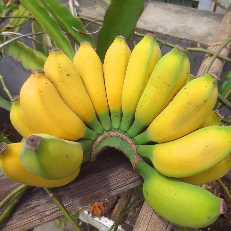  香蕉广西小米蕉产地直销青皮小香蕉苹果蕉