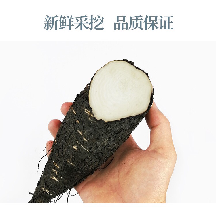 紫茉莉根  入地老鼠 大量批发