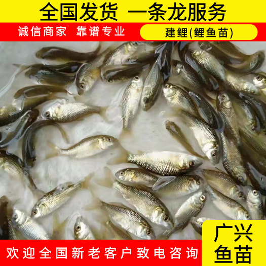 肇庆建鲤鱼苗