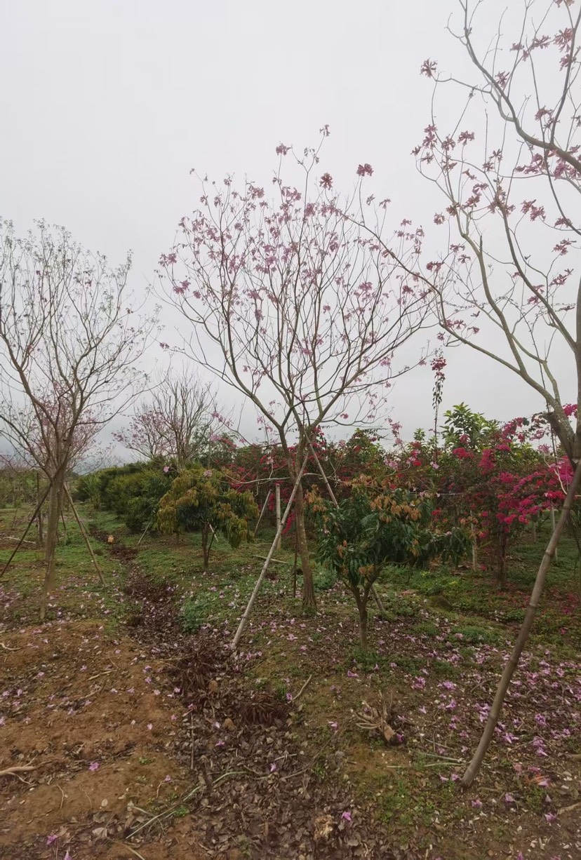 紫花风铃木多花 漳州多花紫花风铃木种植基地农户直销批发