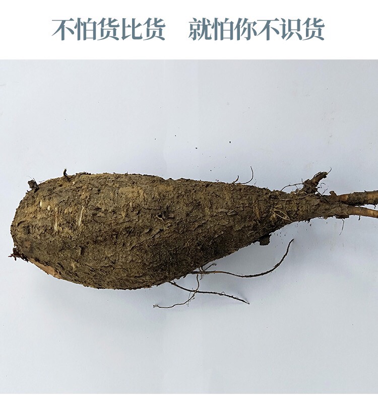 紫茉莉根  入地老鼠 大量批发