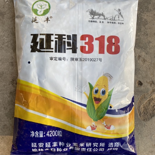 永寿县延科318 高产 高抗性 龙爪根 抗倒伏 粮饲两用