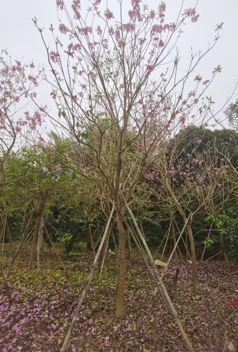 紫花风铃木多花 漳州多花紫花风铃木种植基地农户直销批发