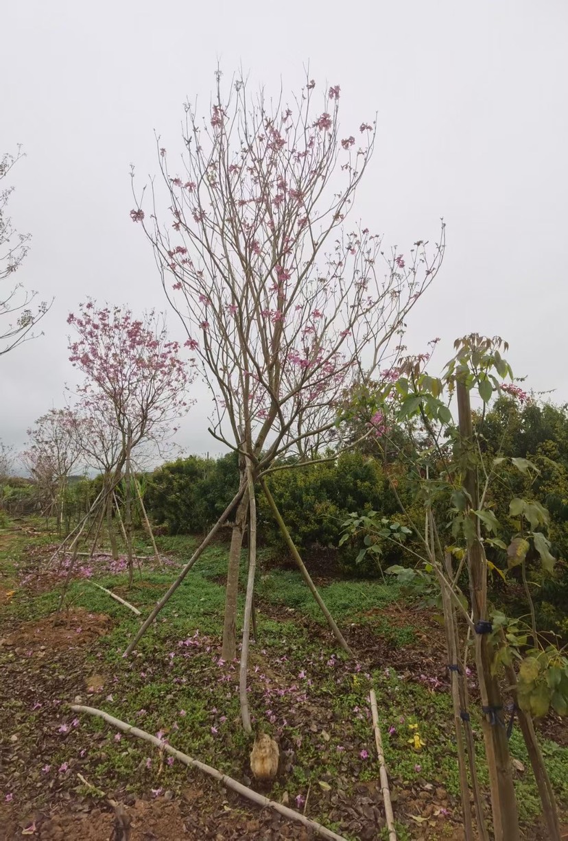 紫花风铃木多花 漳州多花紫花风铃木种植基地农户直销批发