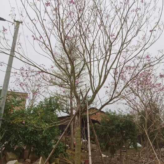 漳州紫花风铃木多花 漳州多花紫花风铃木种植基地农户直销批发