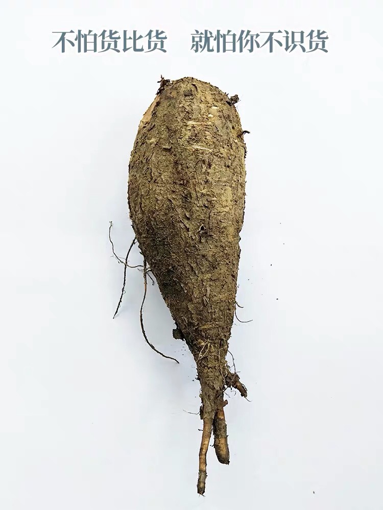 紫茉莉根  入地老鼠 大量批发