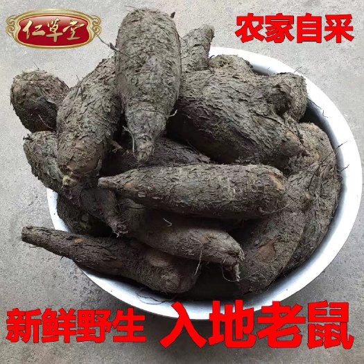 东莞市紫茉莉根  入地老鼠 大量批发