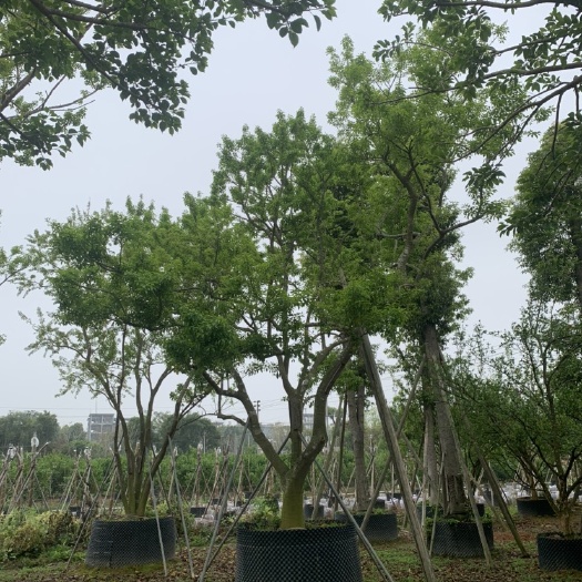 普宁市铁冬青   白银香    羊不食  过山风