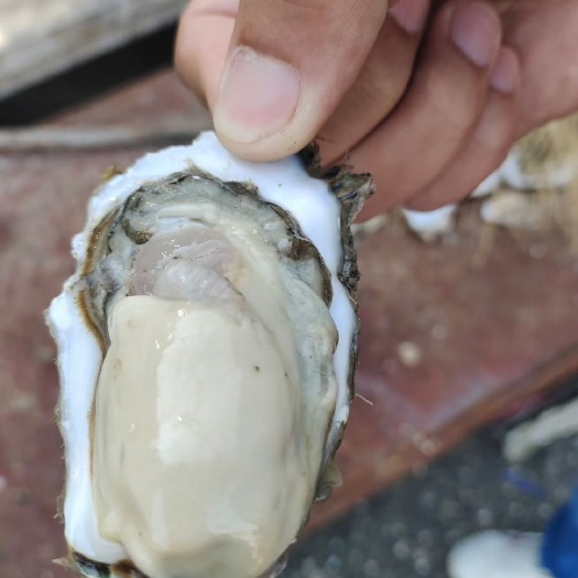 海阳市三倍体生蚝 乳山生蚝，量大低价出