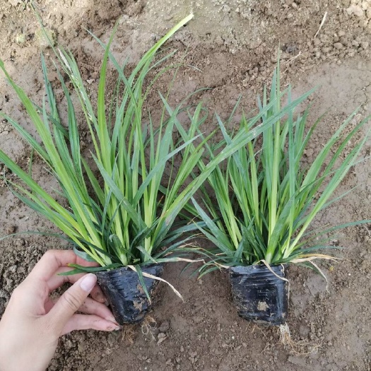 青州市 优质崂峪苔草杯苗多芽崂峪苔草