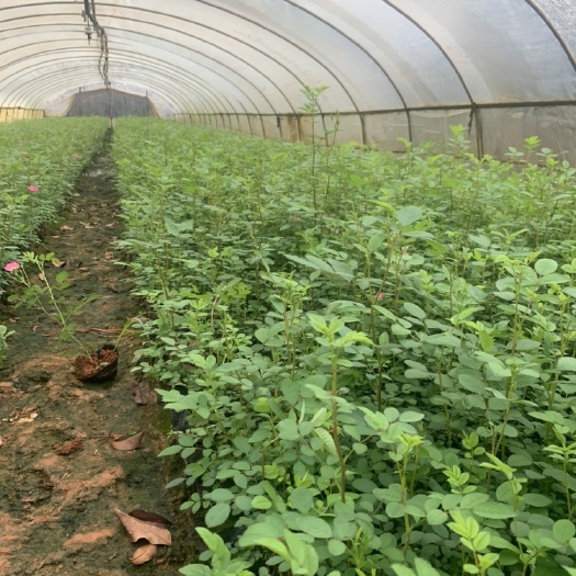  丰花月季 自产自销 产地直供 苗木花卉 对接工程 等