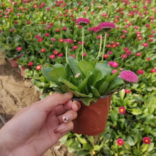 青州市 优质双色盆雏菊