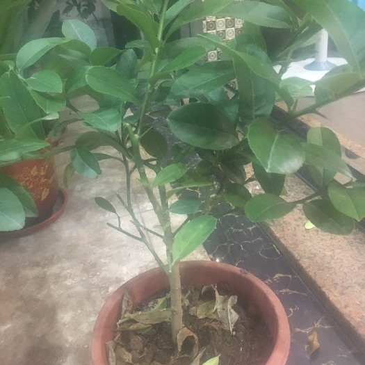 广州香水柠檬苗 特级柠檬苗 超越目前香水柠檬种