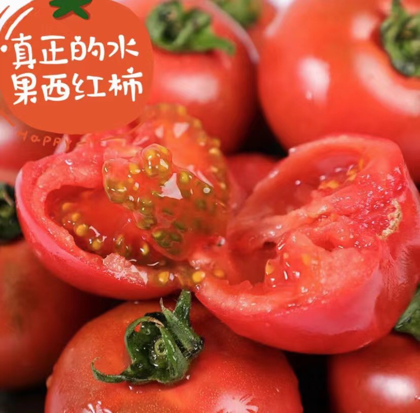 海阳市普罗旺斯西红柿 山东海阳普罗旺斯番茄