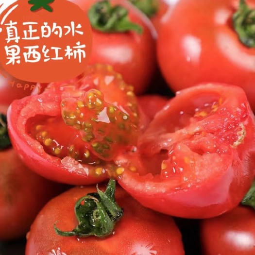 海阳市普罗旺斯西红柿 山东海阳普罗旺斯番茄
