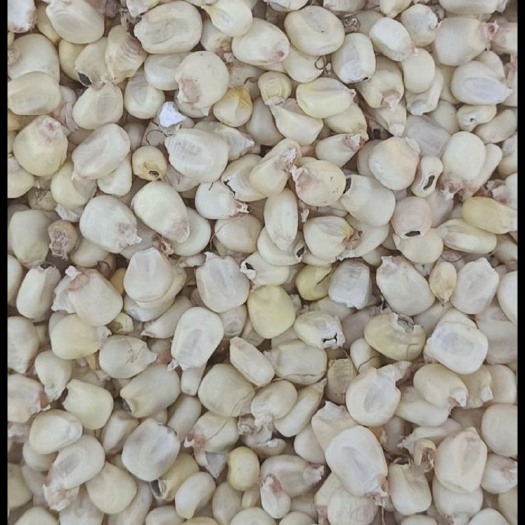 美姑县干玉米 白玉米粒