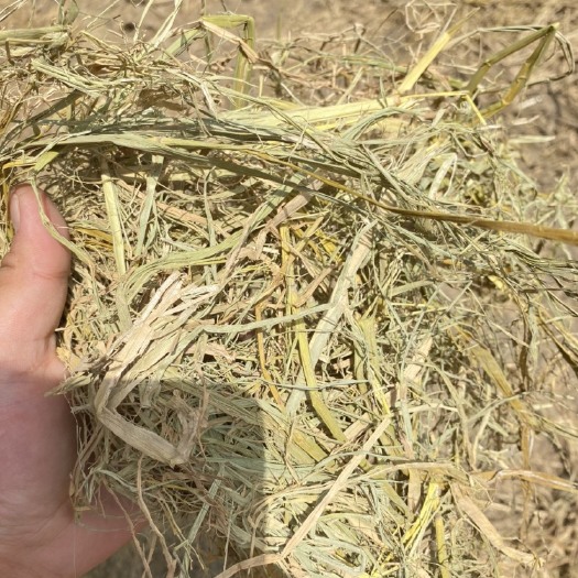 怀远县揉丝除尘稻草 粗饲料 干草