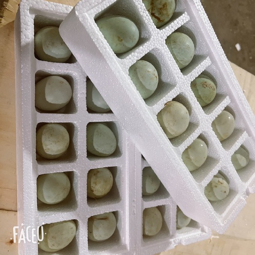 安新县白鸭蛋  鸭蛋，盒装蛋，团购促销商品，精品鹅蛋…………………………