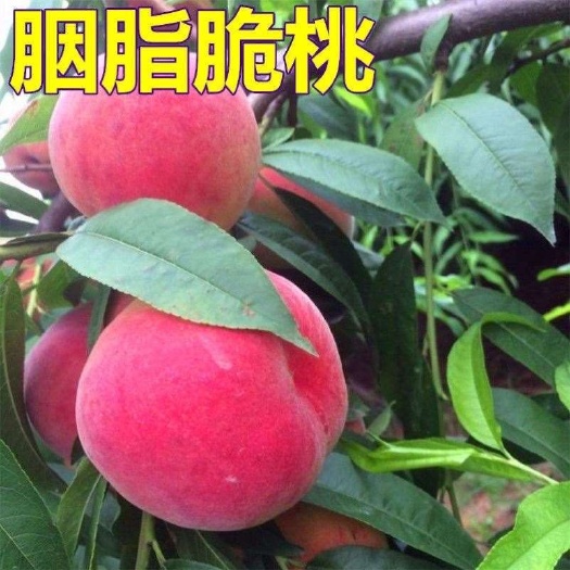 简阳市胭脂脆桃树苗 桃子苗（胭脂脆桃）