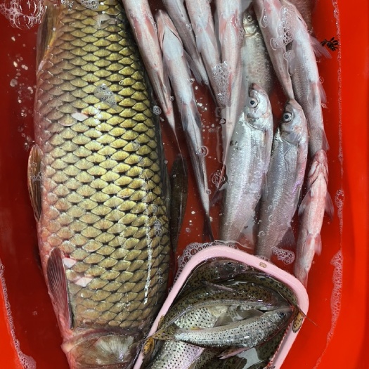 宣城黄鲤鱼 鲤鱼，鲤鱼拐子，活鱼现杀新鲜到家