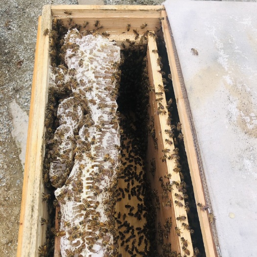 岑溪市中华蜜蜂  包邮广西土蜂王王种蜂群7500工蜂两脾带箱