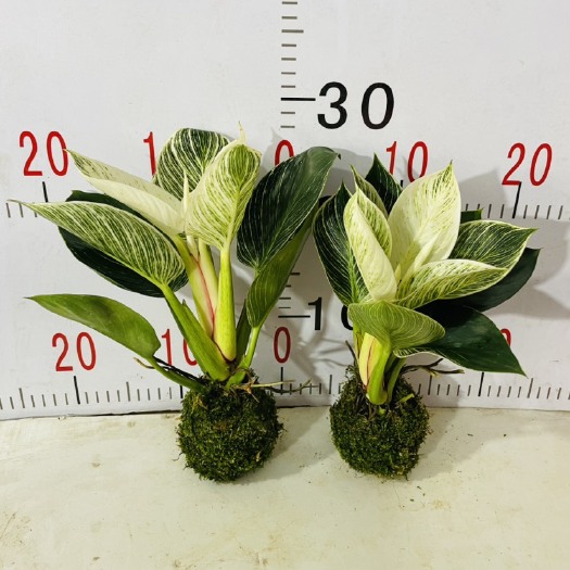 广州青苔 苔藓铂金钻