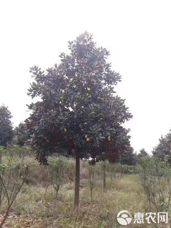 广玉兰 南京广玉兰基地 自产自销