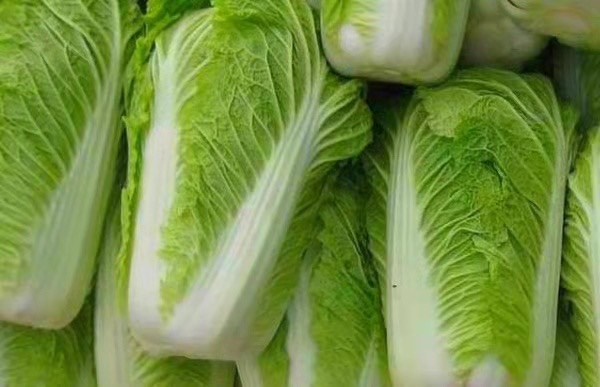 莒县山东优质黄心大白菜大量供应 现割现发 支持全国配送