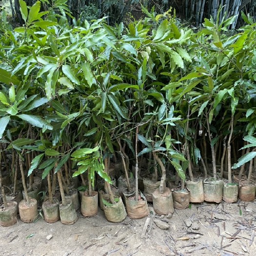 博罗县金煌芒果苗 芒果苗