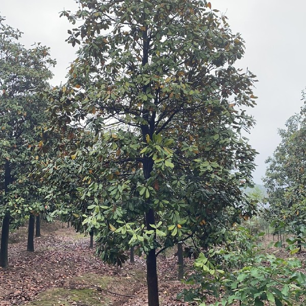 广玉兰 南京广玉兰基地 自产自销