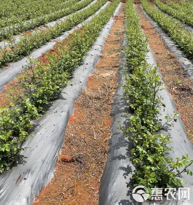 【云南金边玫瑰花茶】基地直供花蕾大量散货批发无熏硫烤干