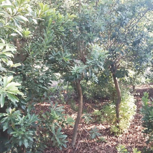 樟树市杨梅树大量出售，庭院，基地选货，需要的联系