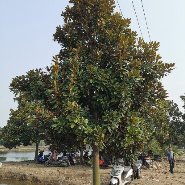 广玉兰 南京广玉兰基地 自产自销