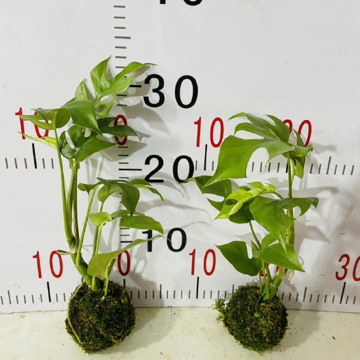 广州青苔 苔藓姬龟背