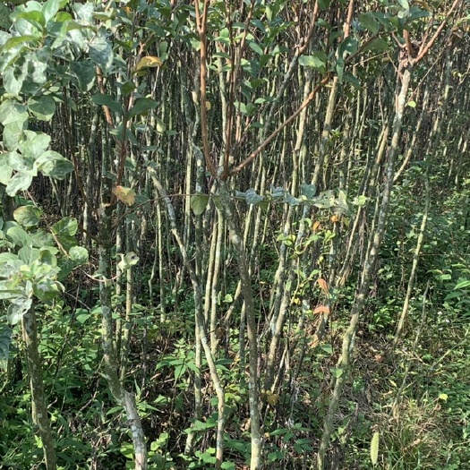 阆中市清地处理大花紫薇 2-4公分紫微